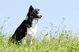 BORDER COLLIE 509